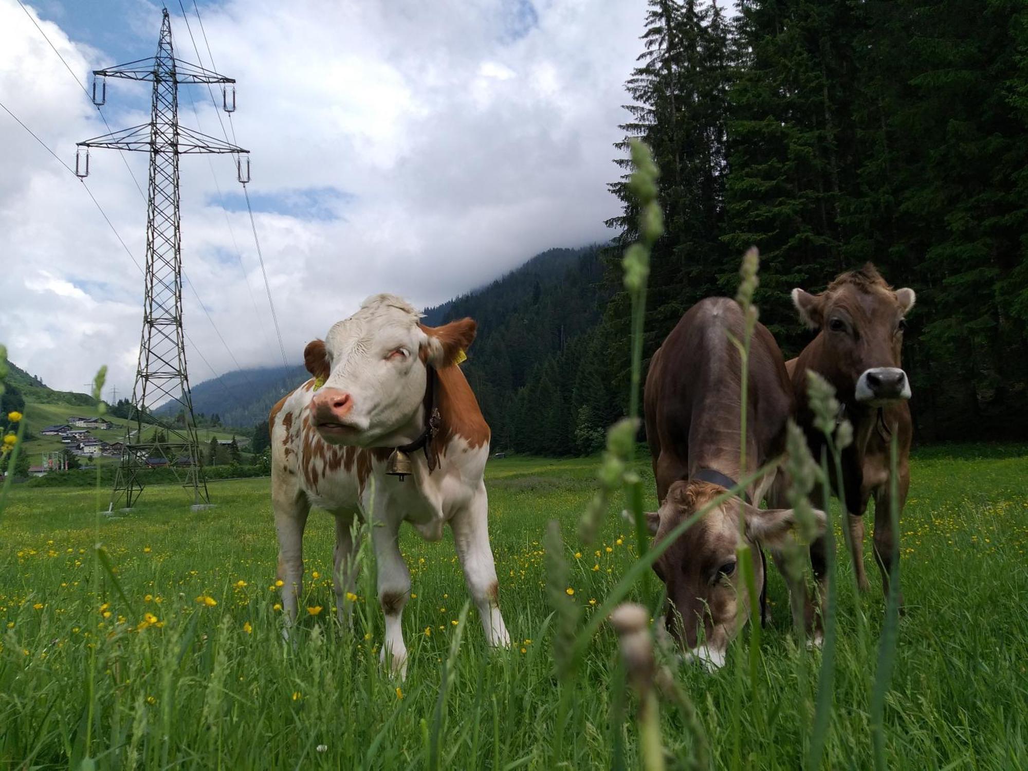 Landhaus Juritsch Klosterle am Arlberg Eksteriør bilde